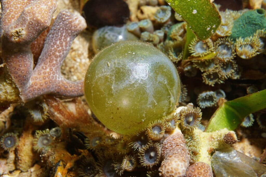 Bubble algae Valonia ventricosa