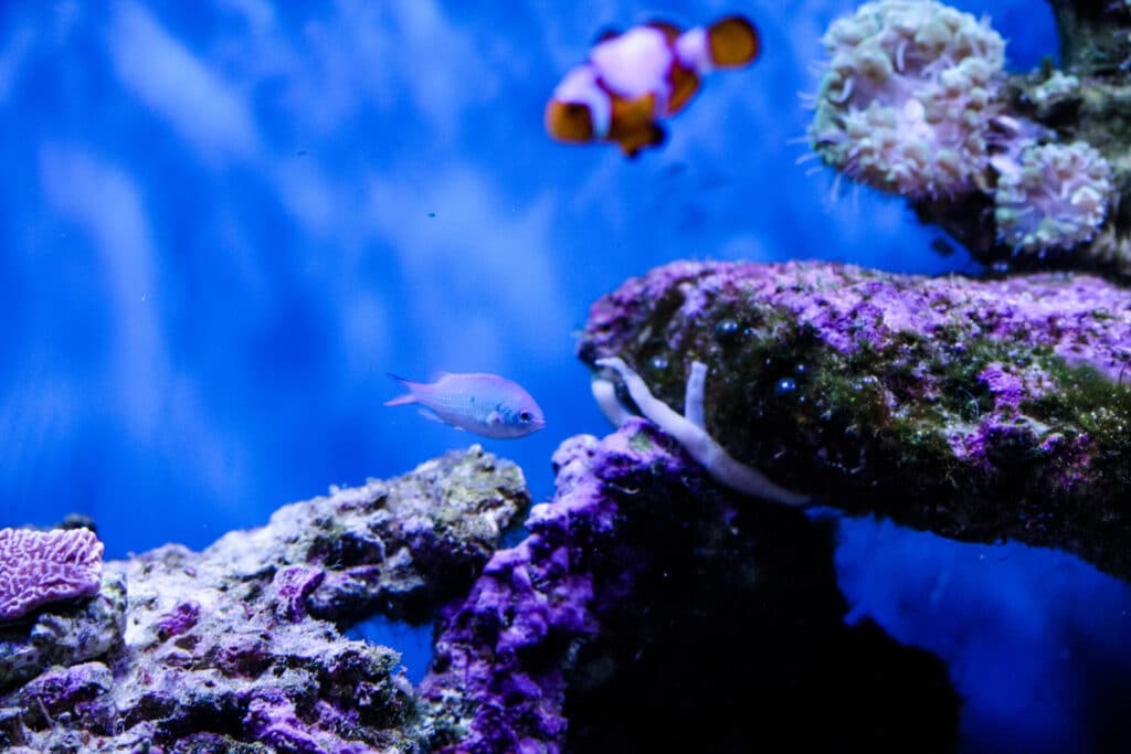 Snowflake clownfish in saltwater tank