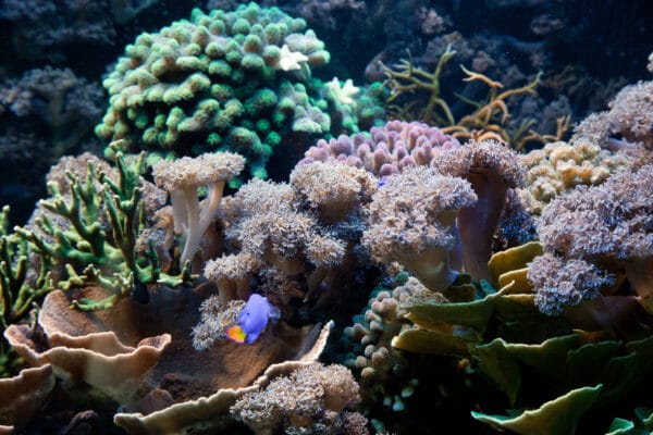 3 Main Types of Corals for your Reef Tank - Reef Tank Addict