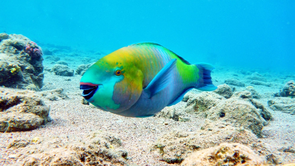 8 Interesting Facts About Parrotfish