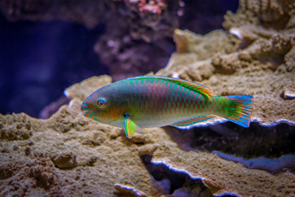 What makes a Parrotfish Unique?