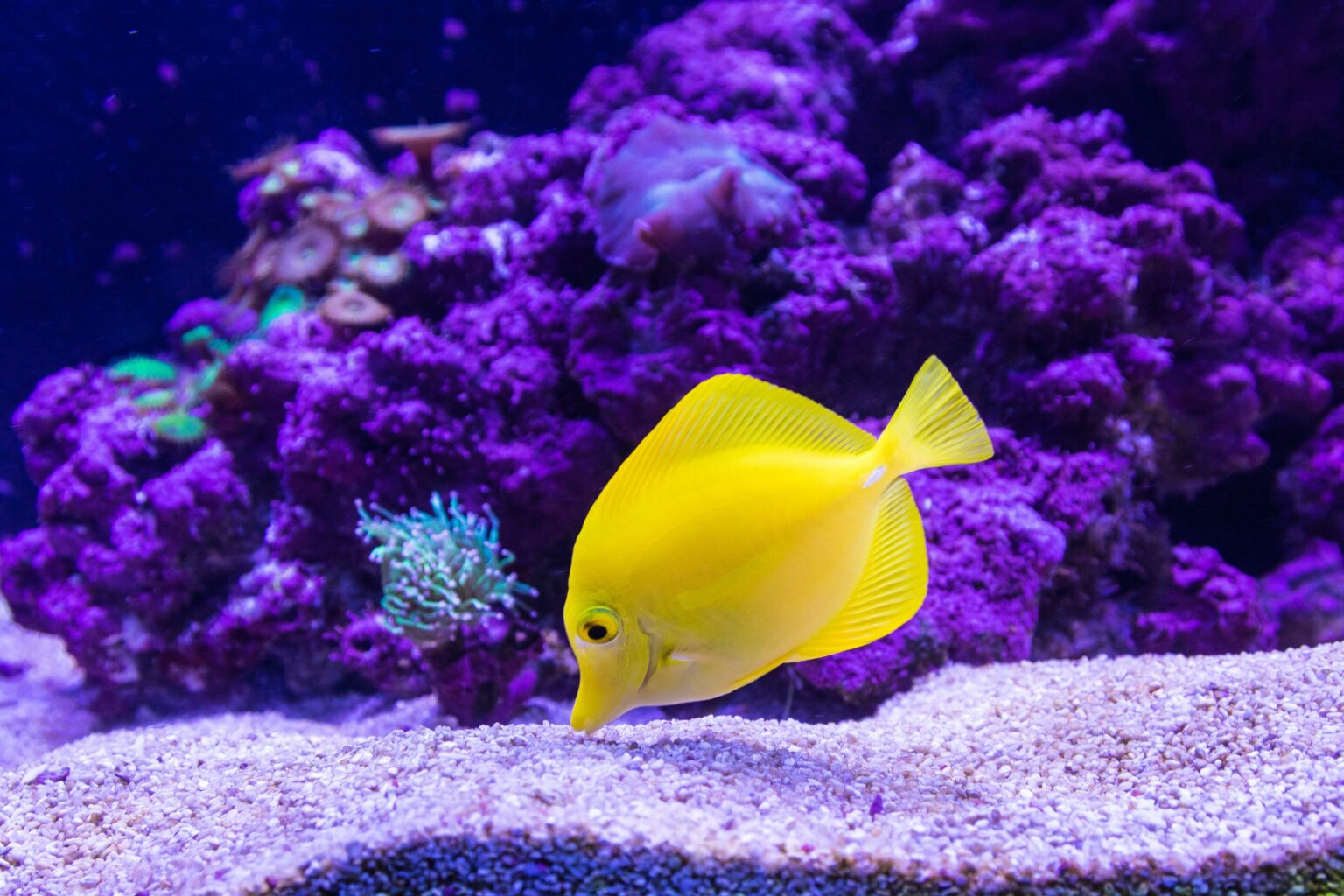 How to Keep Your Reef Tank Clean - Reef Tank Addict