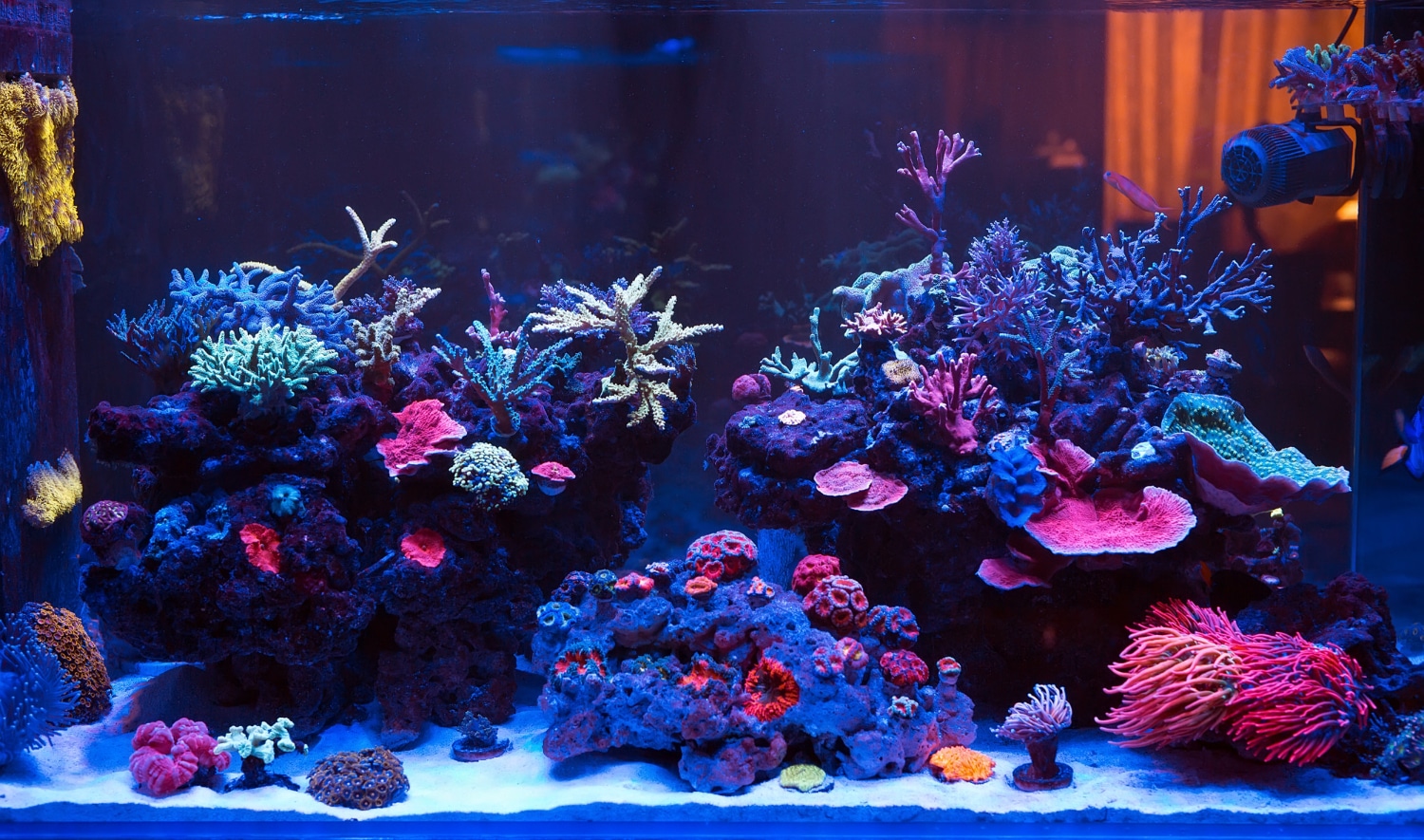 How to Prepare Your Reef Tank Before Leaving on Vacation
