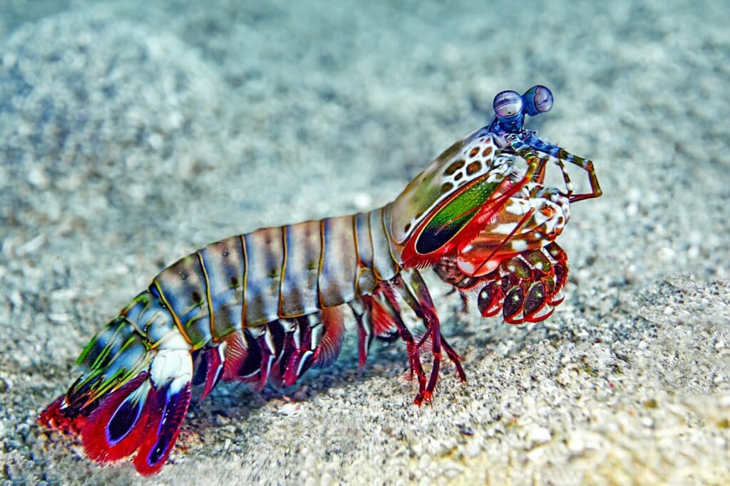 mantis shrimp in a reef tank