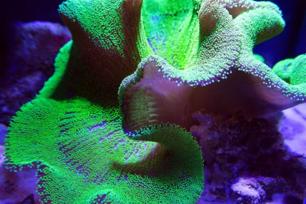 Top 5 Beginner-Friendly Corals - Reef Tank Addict