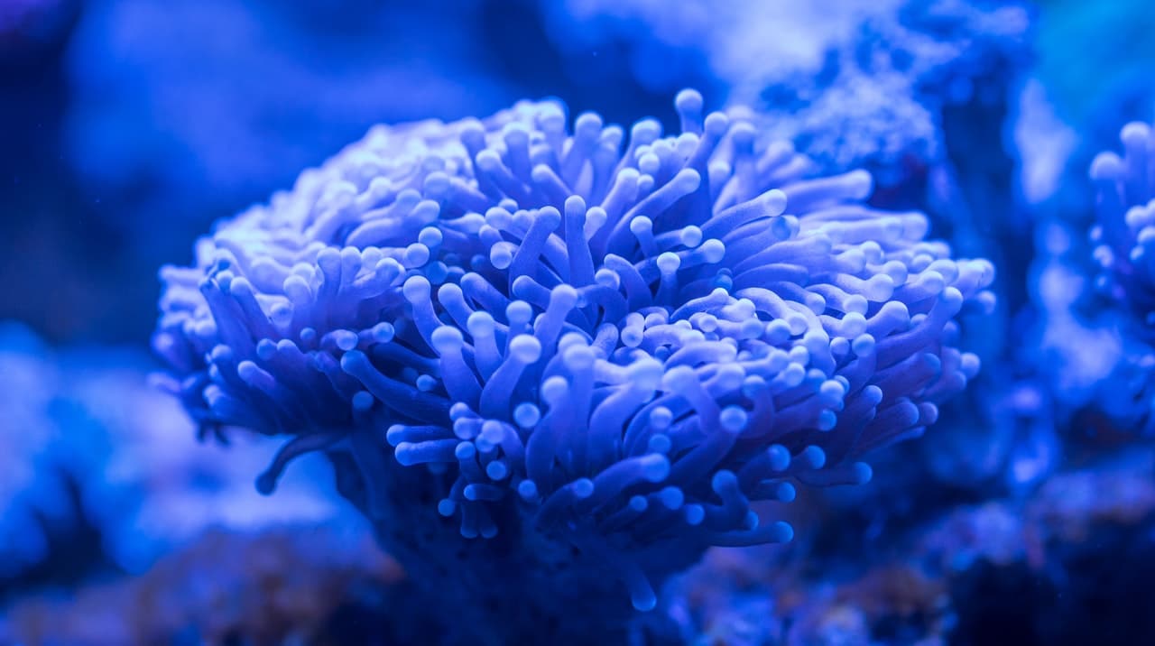 Top 5 Beginner-Friendly Corals- Incredibly Beautiful and Easy to Keep!