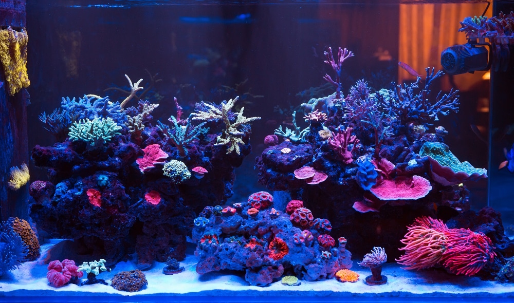 Are saltwater aquariums hard to maintain