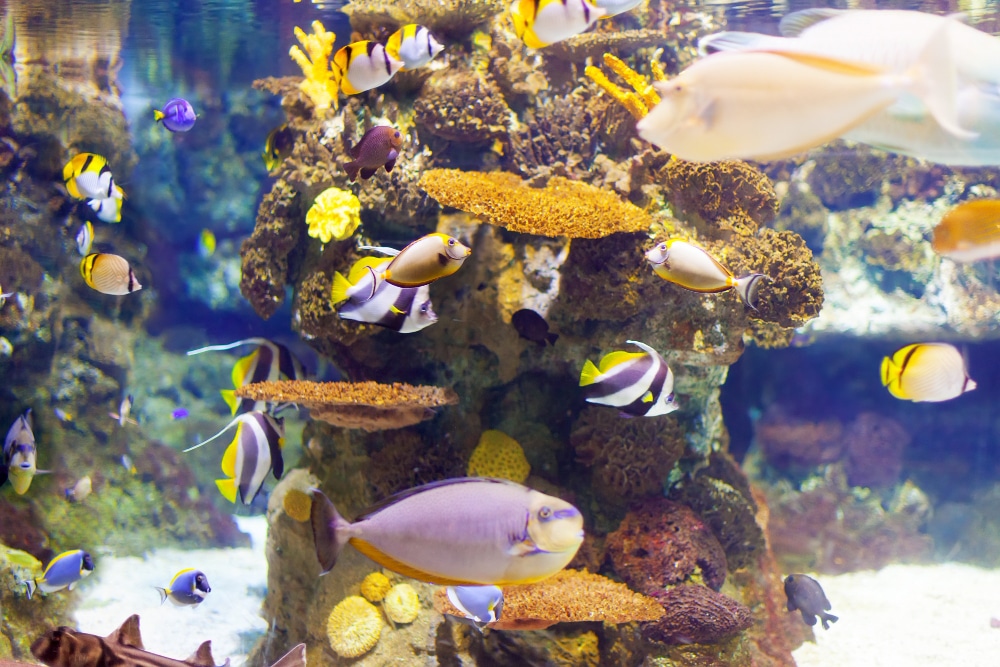 special aquarium for saltwater