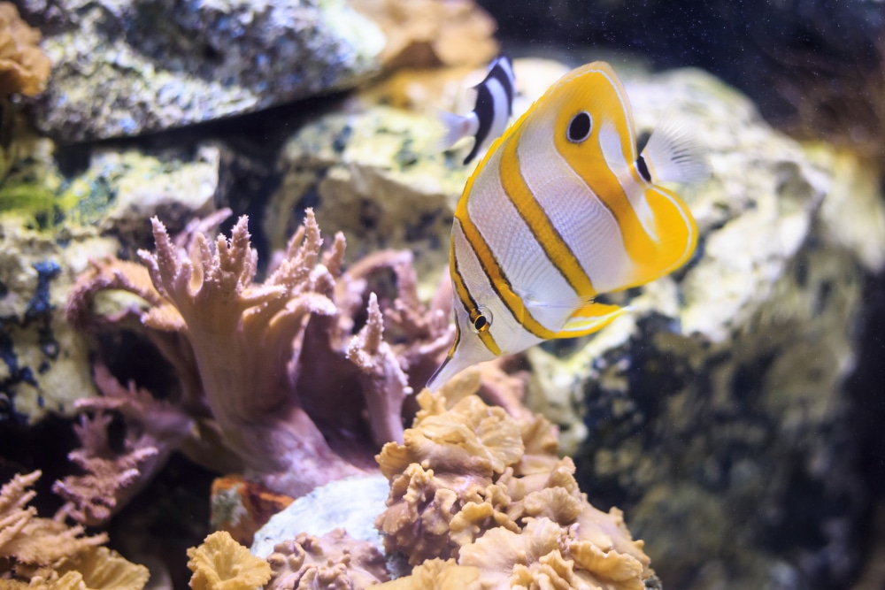 Copperband Butterflyfish in a tank