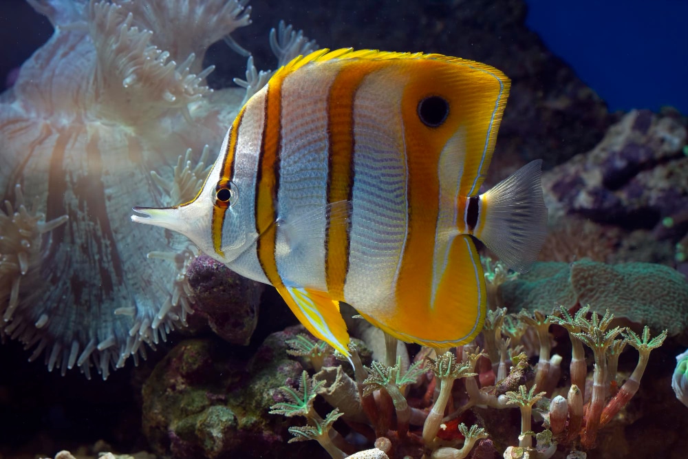 What Reefers Need to Know About Copperband Butterflyfish