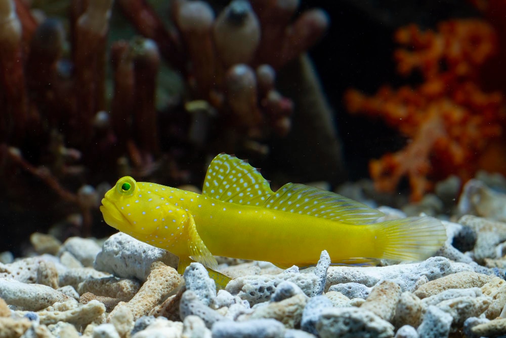 The Easiest Saltwater Fish to Take Care Of - Reef Tank Addict