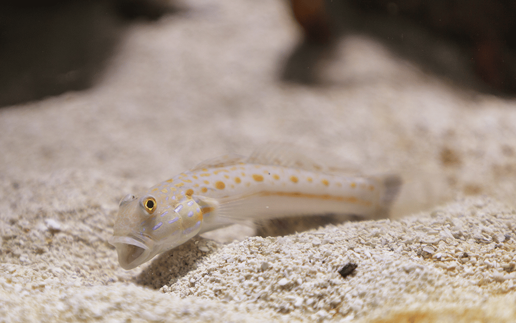 Care Guide for Diamond Goby: Everything You Need to Know