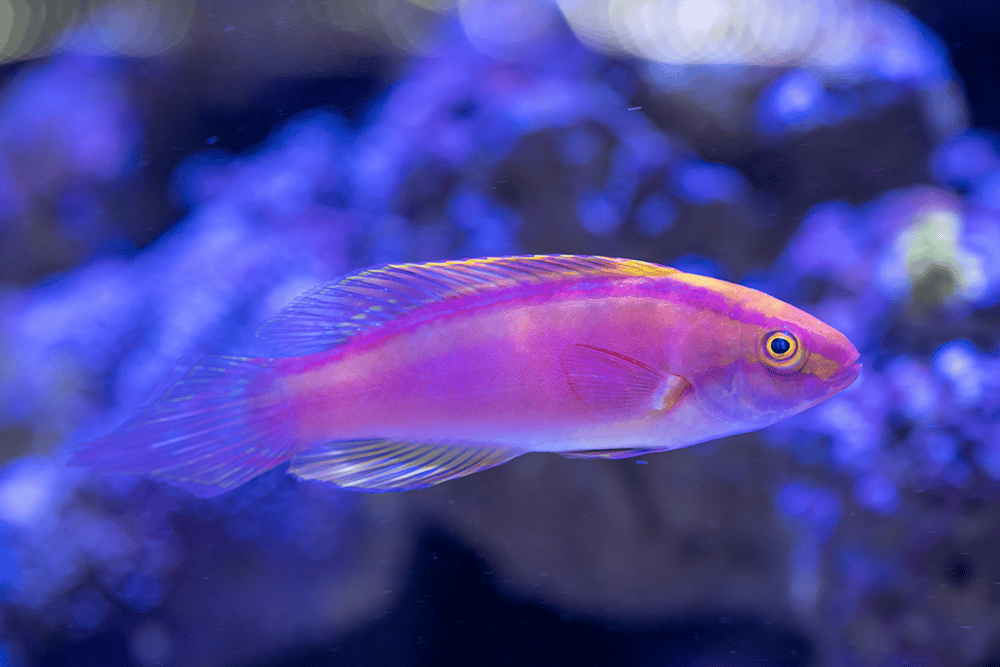 Comprehensive Care Guide for Fairy Wrasse