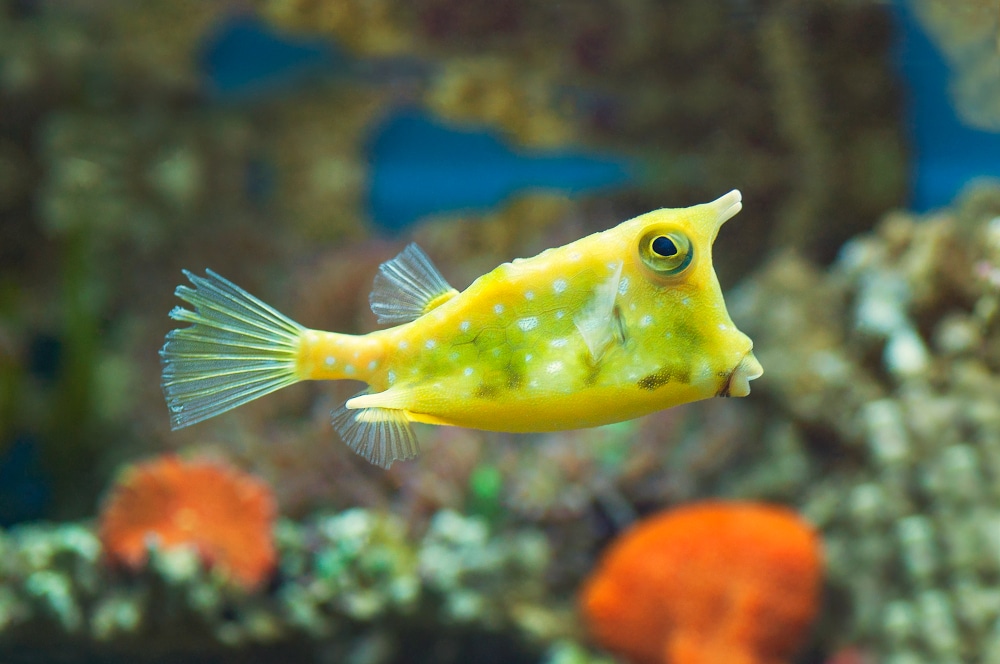 A Comprehensive Care Guide for Longhorn Cowfish