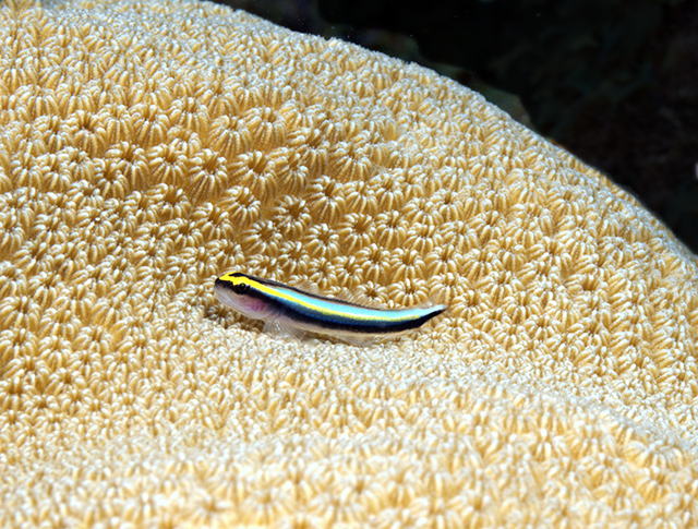 Different Types of Goby Fish for Your Reef Tank