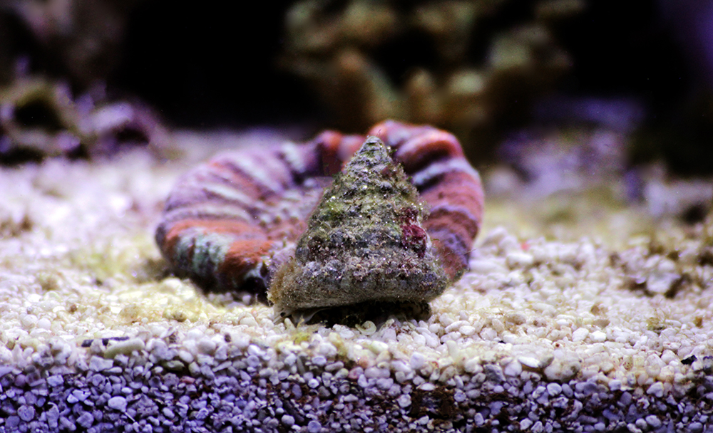 Astrea Snail: A Helpful Addition to Your Reef Tank