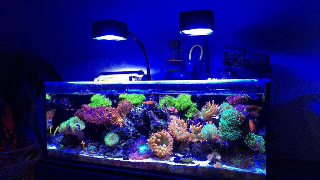 4 Reef Tank LED Lighting Kits Which Is Right For You